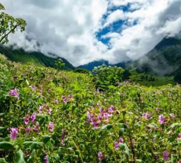 valley of flowers trek