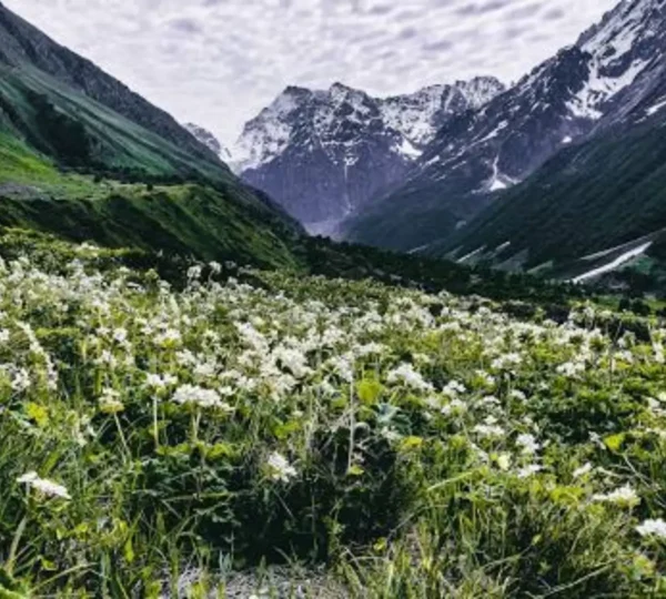 valley of flowers trek